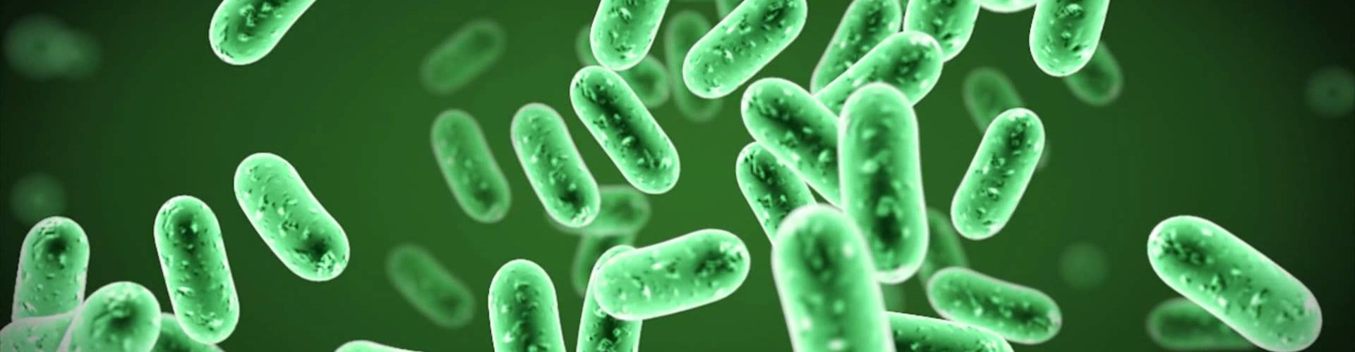 Salmonella