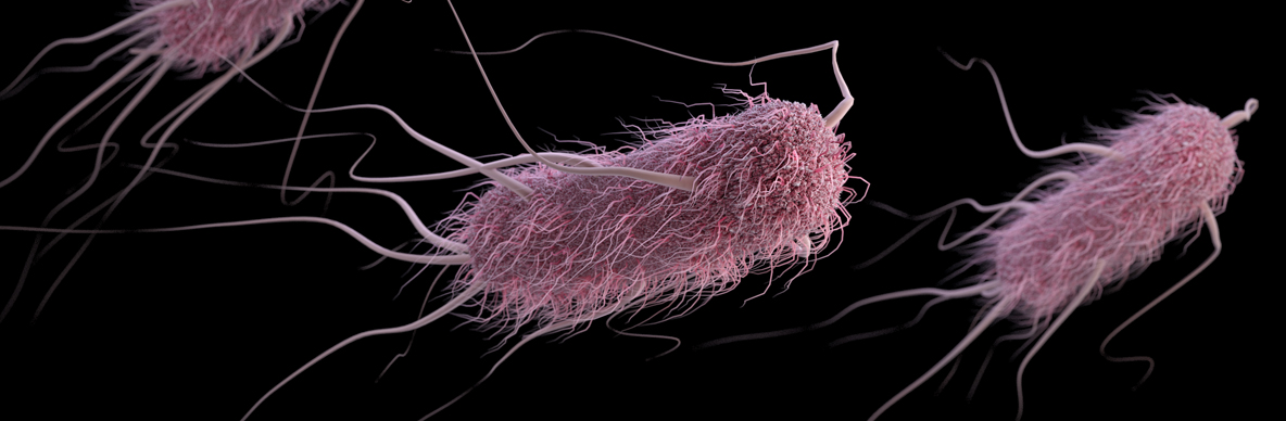 E.coli O157
